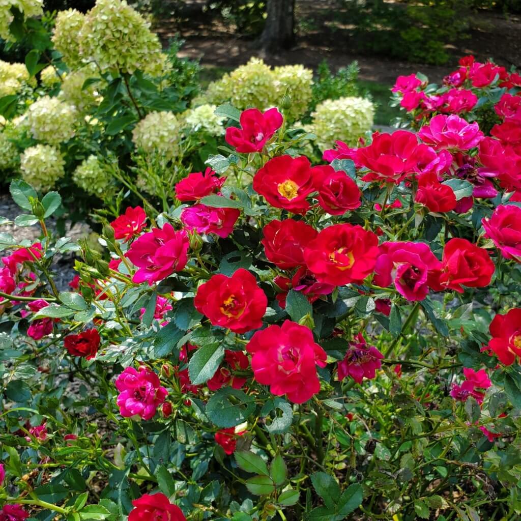 Villa colina Planting Drift Roses and Little Lime